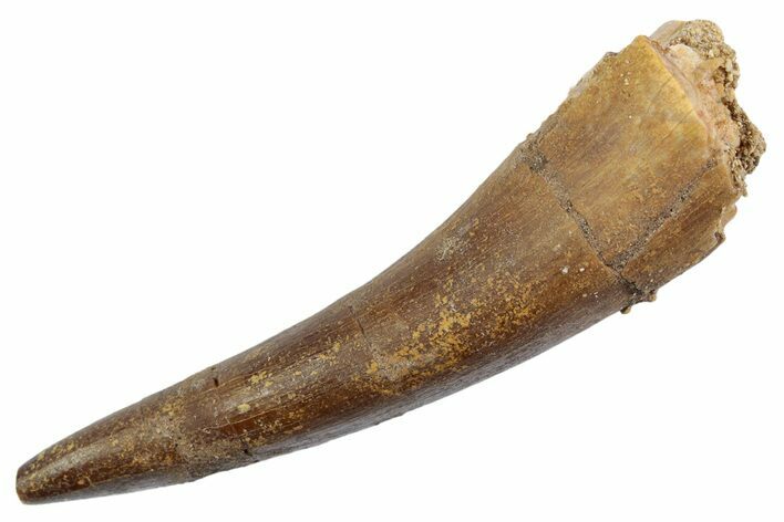 Fossil Plesiosaur (Zarafasaura) Tooth - Morocco #370499